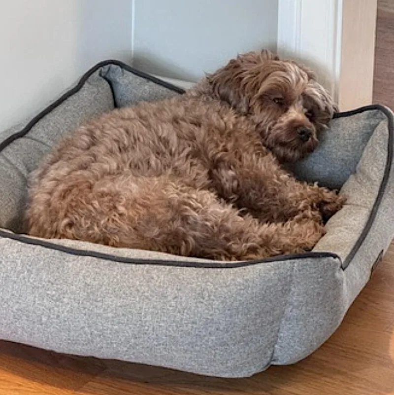 An adult small-sized male Golden Maltipoo dog named Marco for adoption in Amherst, MA
