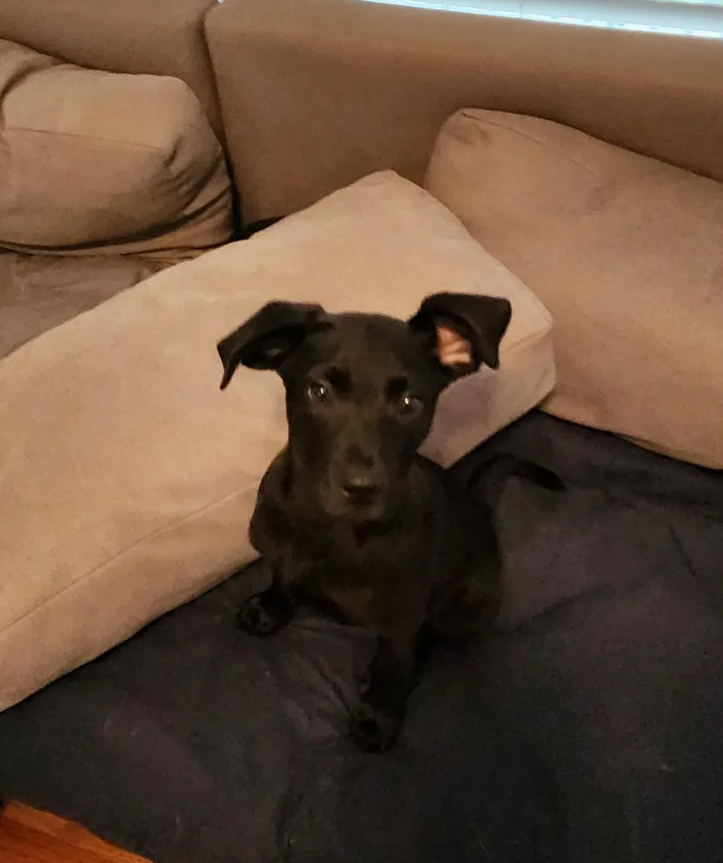 A baby medium-sized male Black Labrador Retriever dog named Timber for adoption in Herculaneum, MO