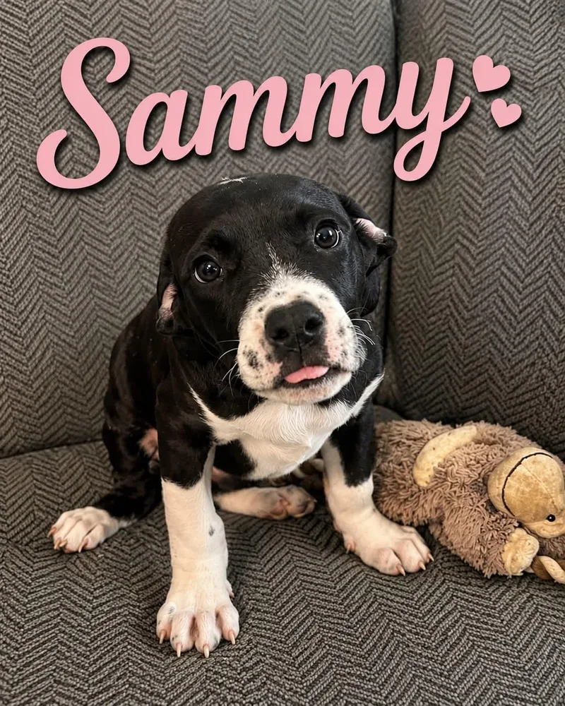 A baby medium-sized male Black Mixed Breed dog named Sammy for adoption in Hop Bottom, PA