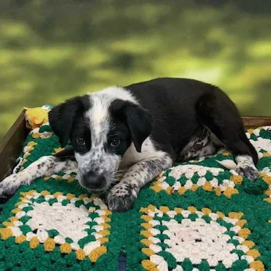A baby medium-sized male Black Australian Shepherd dog named Desi for adoption in Cumberland, RI