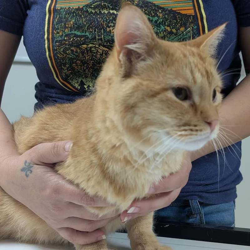 Oliver thumbnail 4