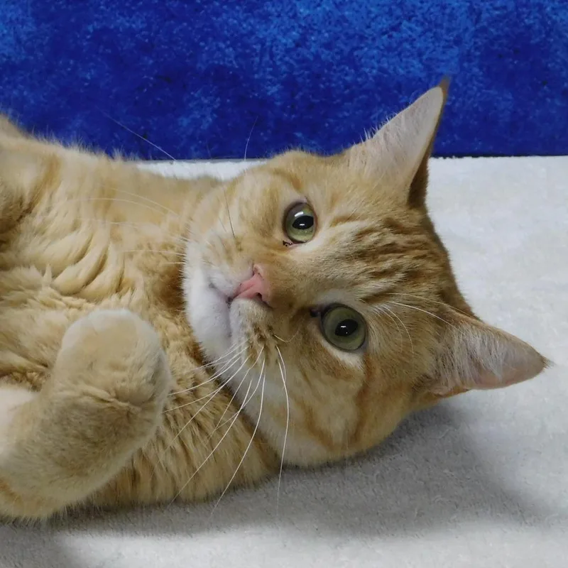 Oliver thumbnail 6