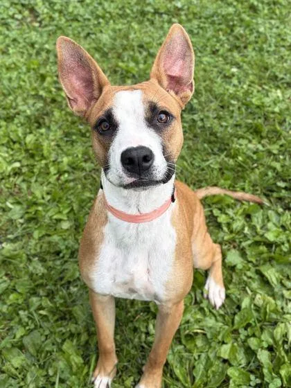 A young medium-sized female Terrier dog named Bridget for adoption in Jefferson, WI