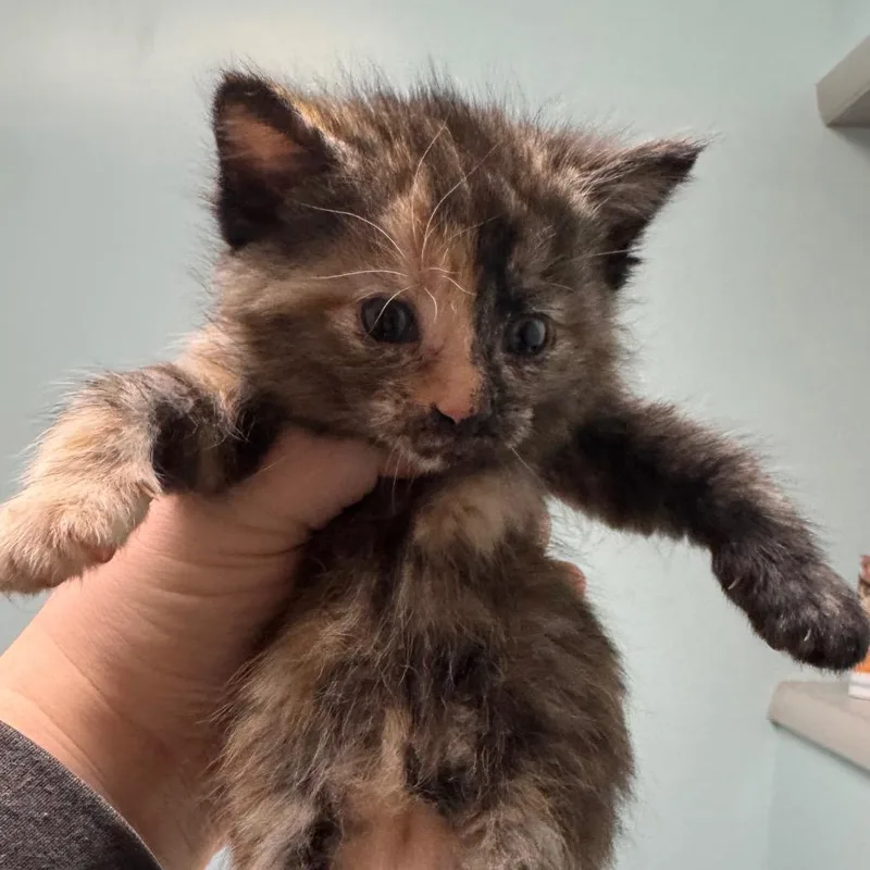 Chicken Critter thumbnail 2