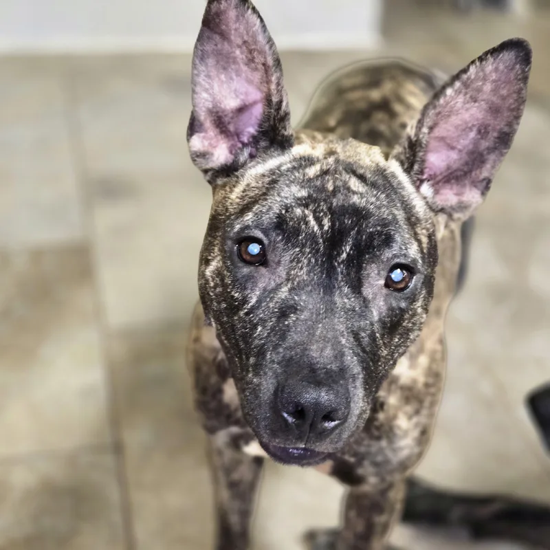 An adult medium-sized female Terrier dog named Izzy for adoption in Sheridan, AR