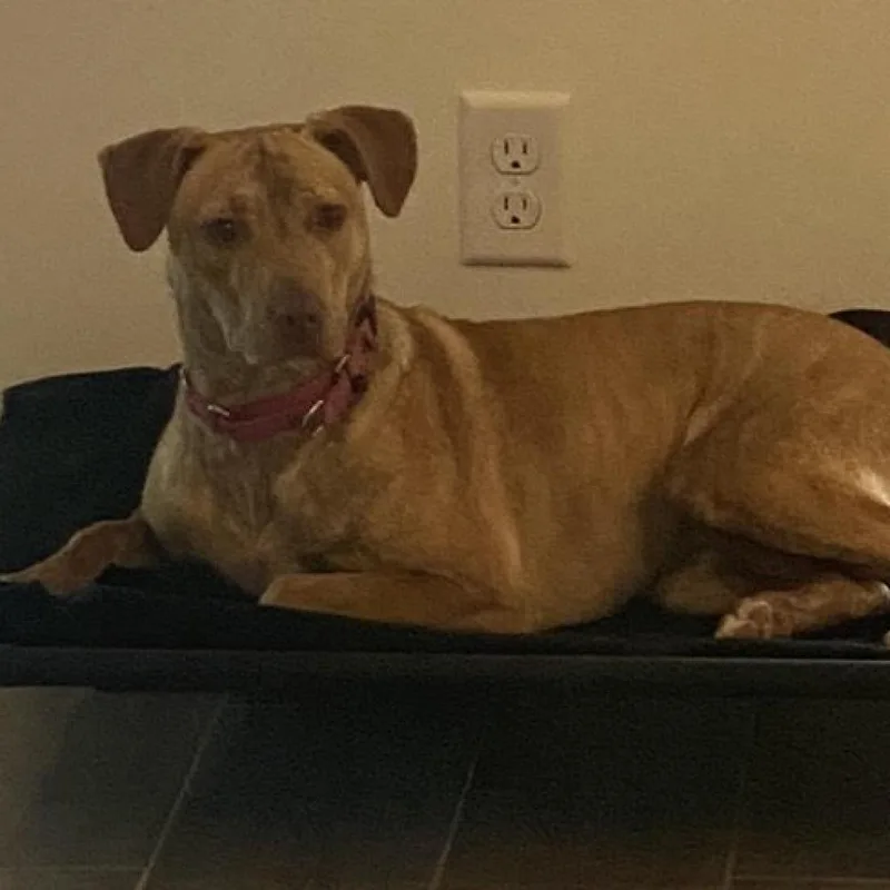 Gracie