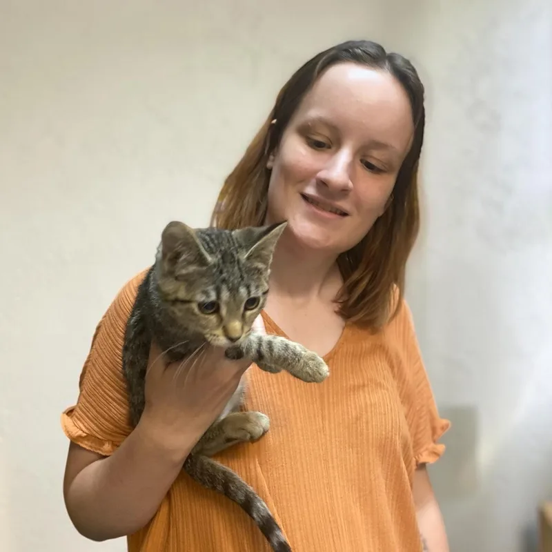 A baby small-sized female Tabby (Buff / Tan / Fawn) Domestic Short Hair cat named Sherri Hill for adoption in Elyria, OH
