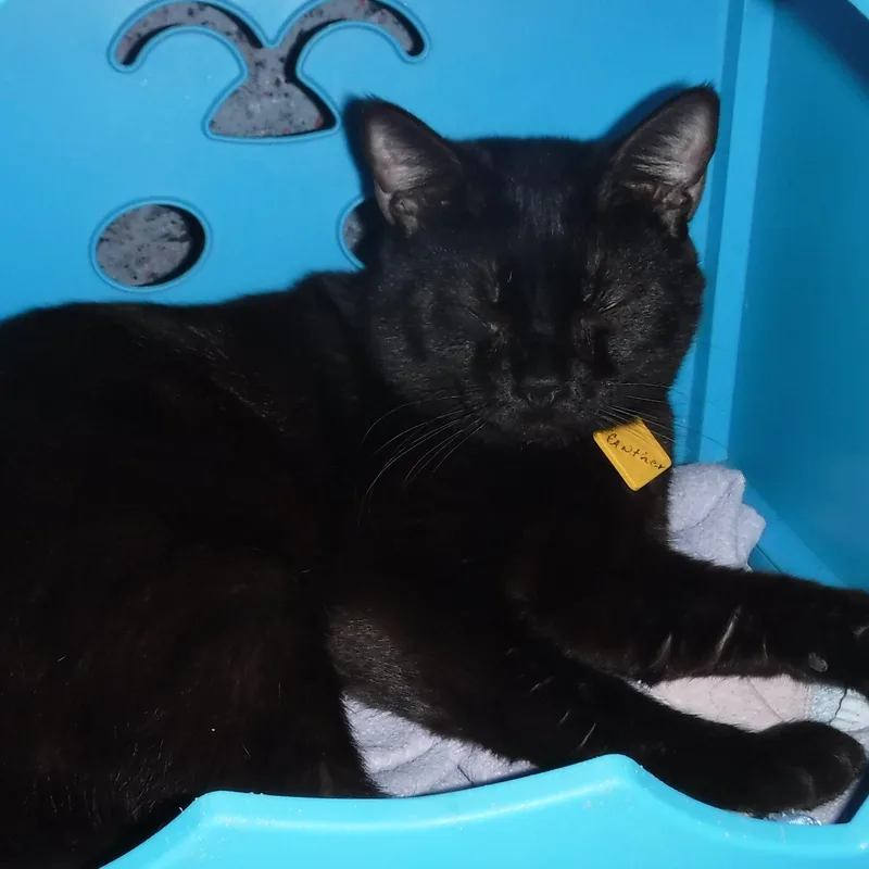 An adult medium-sized male Black Bombay cat named Panther Handsome And for adoption in Hoquiam, WA