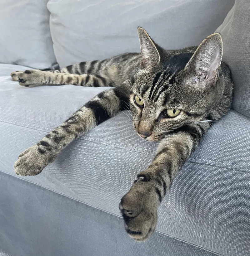 An adult medium-sized male Domestic Short Hair cat named Chip for adoption in Rochester, WA