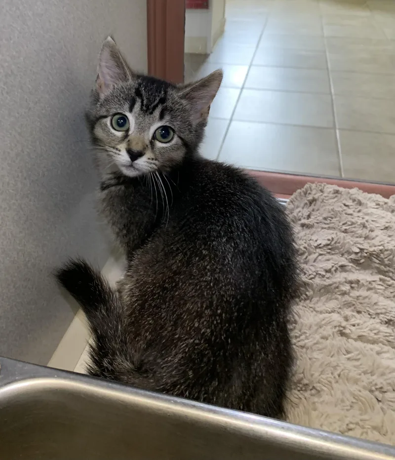 A baby medium-sized female Tabby (Gray / Blue / Silver) Domestic Short Hair cat named Nova for adoption in Massena, NY