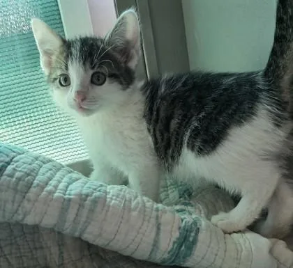 A baby small-sized male Domestic Short Hair cat named Pompom for adoption in Edgewood, NM