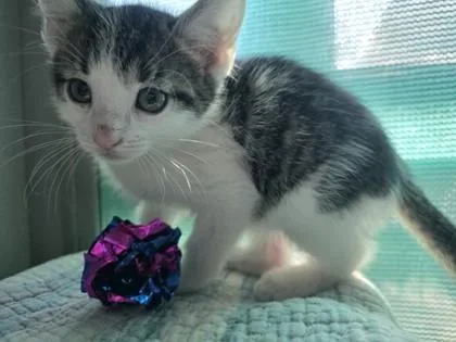 Pompom thumbnail 3
