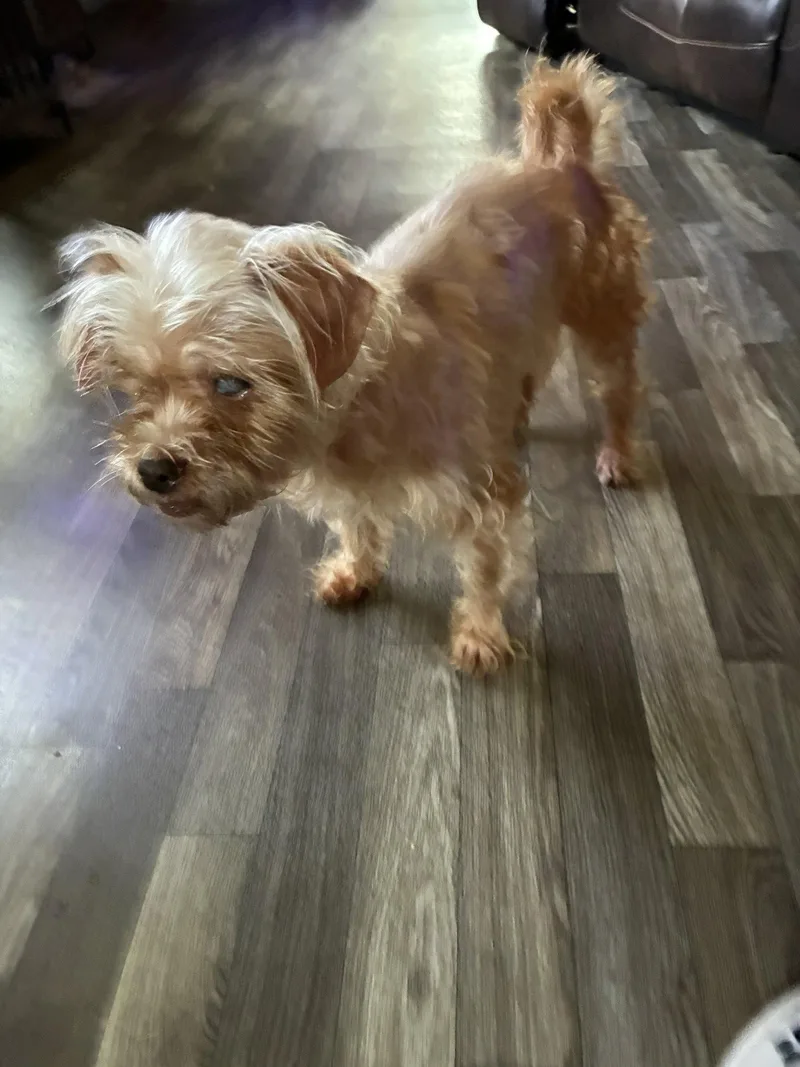 A senior small-sized female Yorkshire Terrier dog named Rosie for adoption in Middlesex, NC