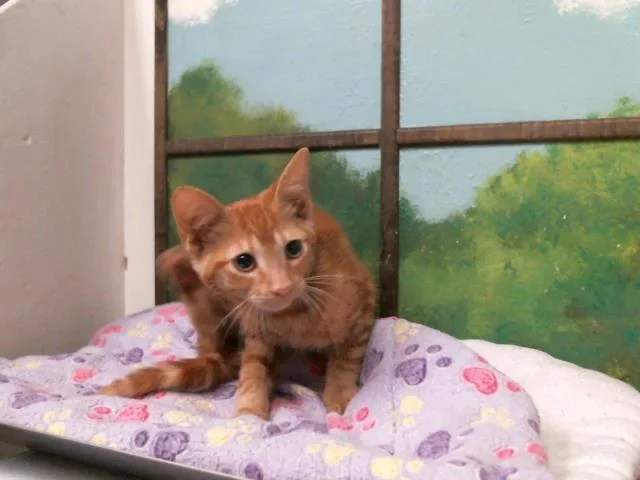 A baby small-sized male Domestic Short Hair cat named Marmalade for adoption in Houston, TX