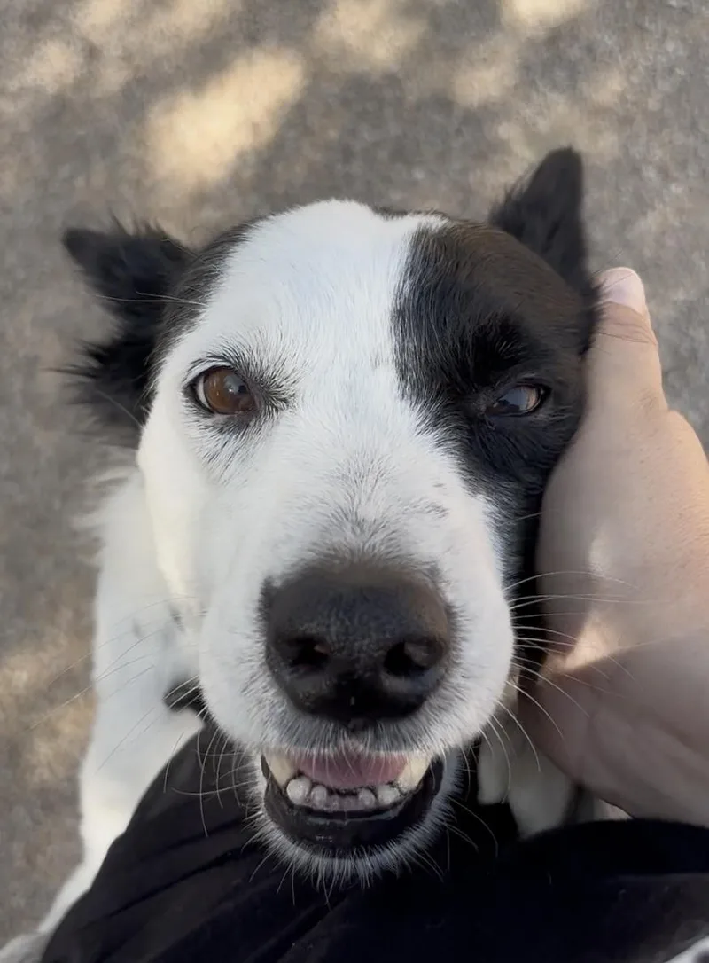 An adult medium-sized female Border Collie dog named Papaya for adoption in Phoenix, AZ