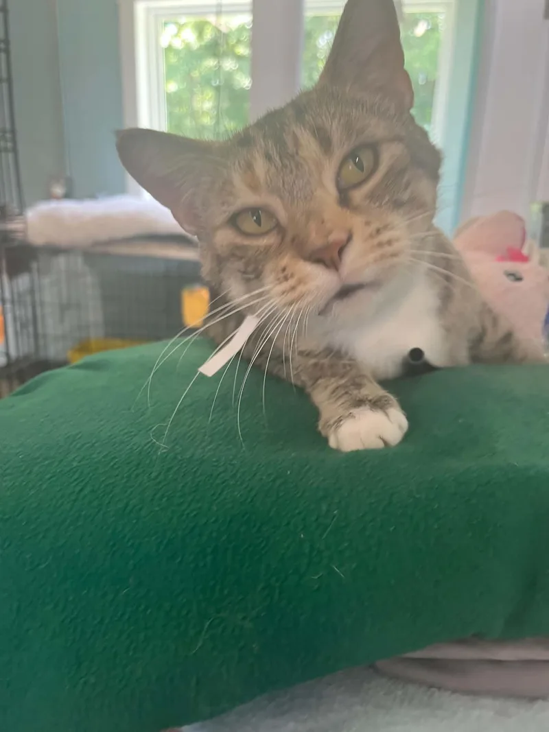An adult medium-sized female Domestic Short Hair cat named Destiny for adoption in Warren, OH