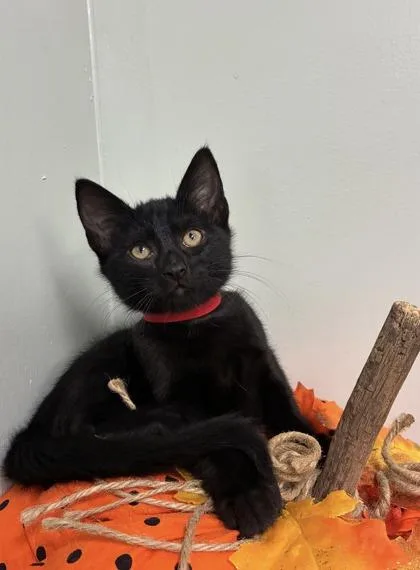A baby medium-sized male Domestic Short Hair cat named Hershey for adoption in Picayune, MS
