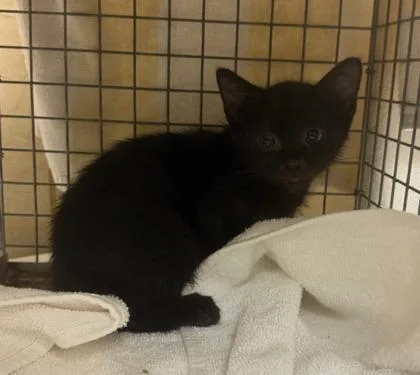 A baby small-sized male Domestic Long Hair cat named Puck for adoption in Honolulu, HI