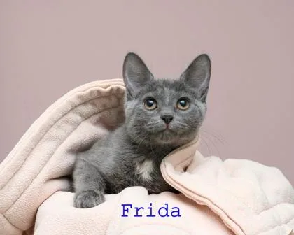 Frida