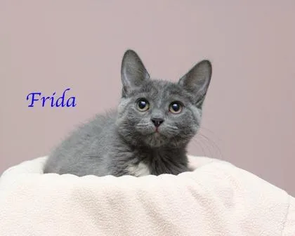 Frida thumbnail 2