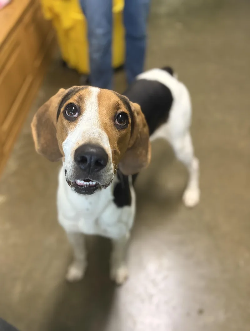 A baby medium-sized female Tricolor (Brown, Black, & White) Coonhound dog named Keely for adoption in Seneca, PA