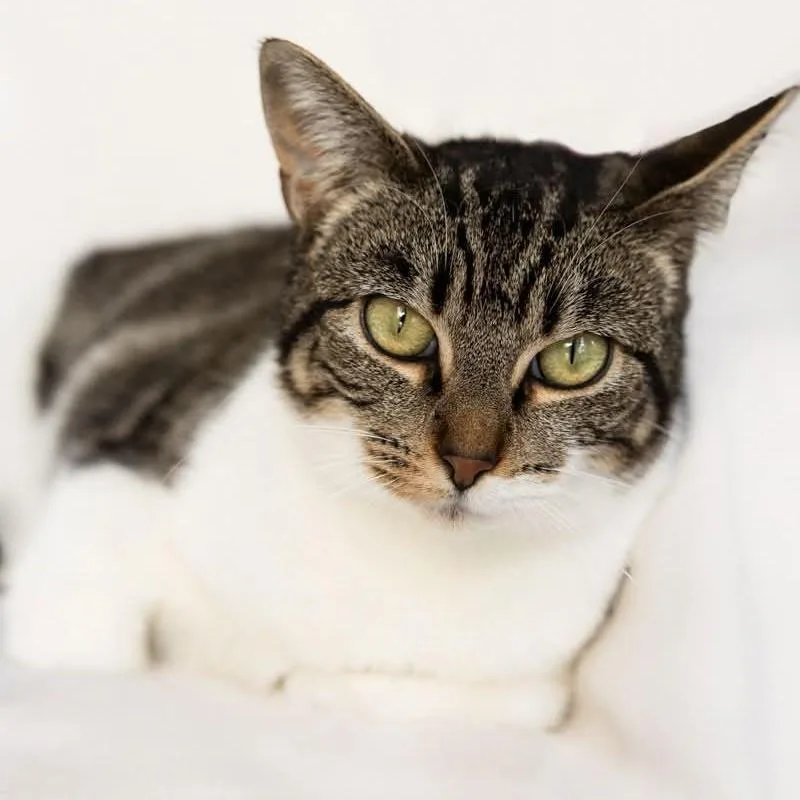 An adult medium-sized female Tabby (Brown / Chocolate) Domestic Short Hair cat named Anna for adoption in Rowland Heights, CA