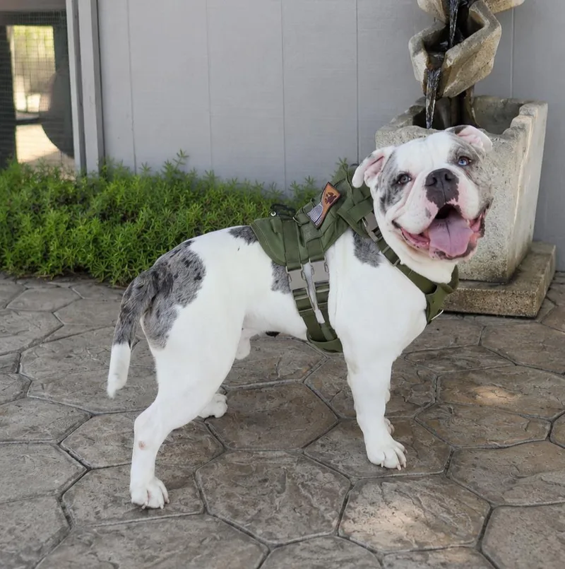 A young large-sized male Yellow / Tan / Blond / Fawn American Bulldog dog named Gunner for adoption in Lathrop, CA