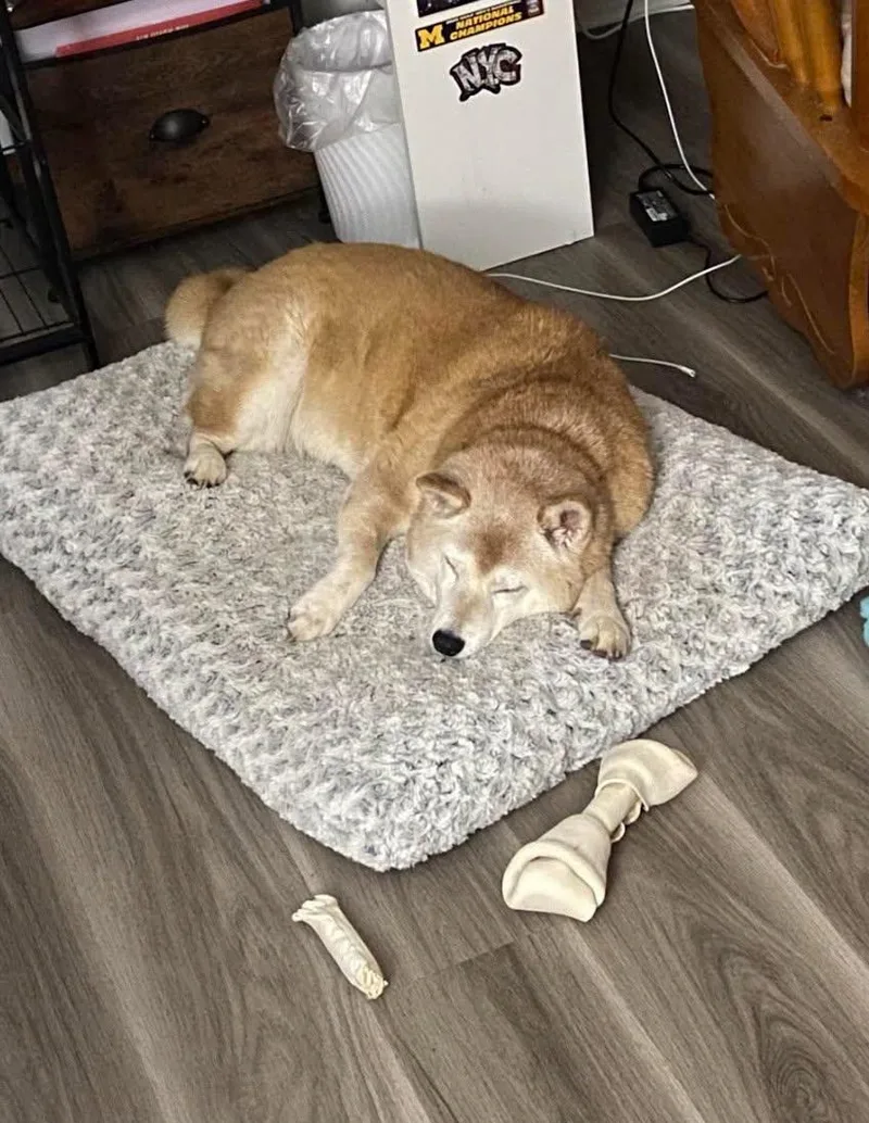 A senior medium-sized female Shiba Inu dog named Honey for adoption in Toms River, NJ