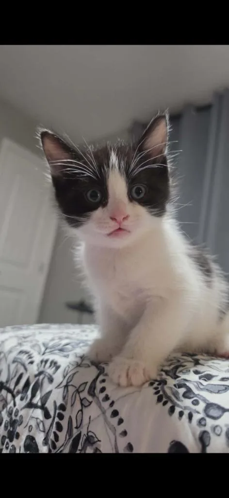 A baby small-sized male Domestic Short Hair cat named Milk for adoption in Ada, OK