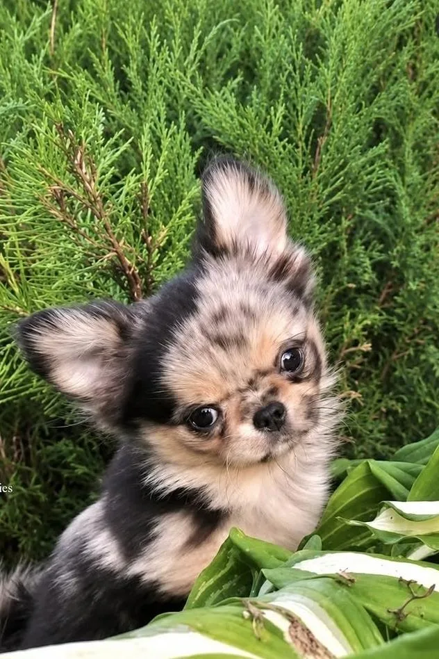 A young small-sized male Chihuahua dog named Duke for adoption in Blessing, TX