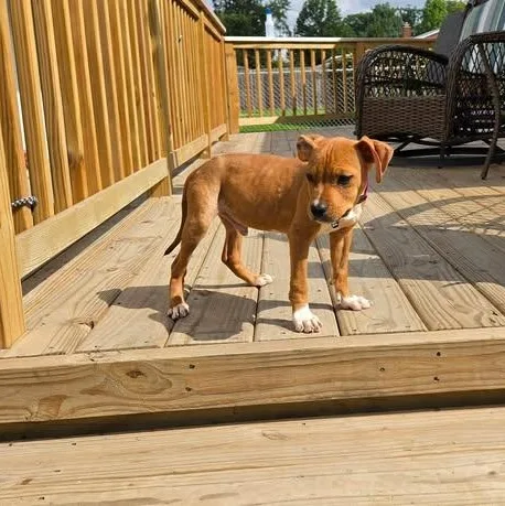 A baby medium-sized male Pit Bull Terrier dog named Tanner for adoption in Wyandotte, MI