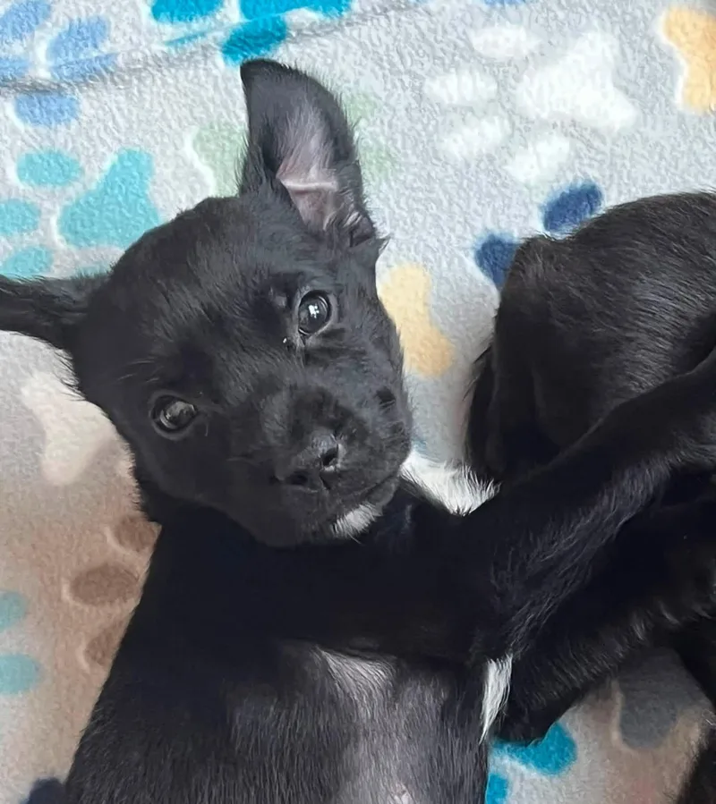 A baby medium-sized male Black Spaniel dog named Finley for adoption in Orland Park, IL