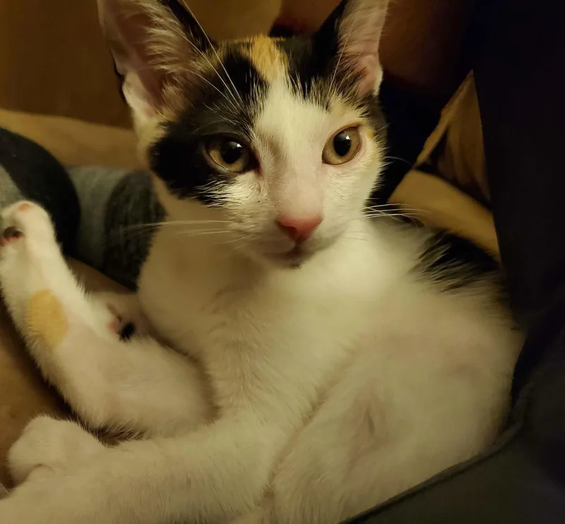 A baby small-sized female Calico cat named Groovie Ghoulie for adoption in Maple Shade, NJ