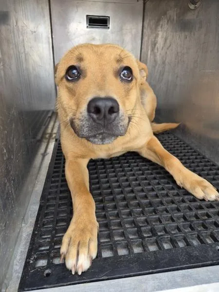 An adult medium-sized female Shepherd dog named Pen  Winnie for adoption in Lawrenceville, GA