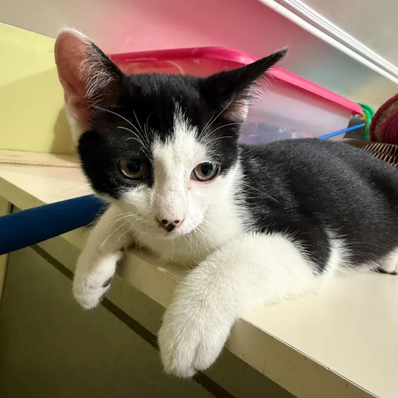 A baby medium-sized male Black & White / Tuxedo Domestic Short Hair cat named Oreo for adoption in East Brunswick, NJ
