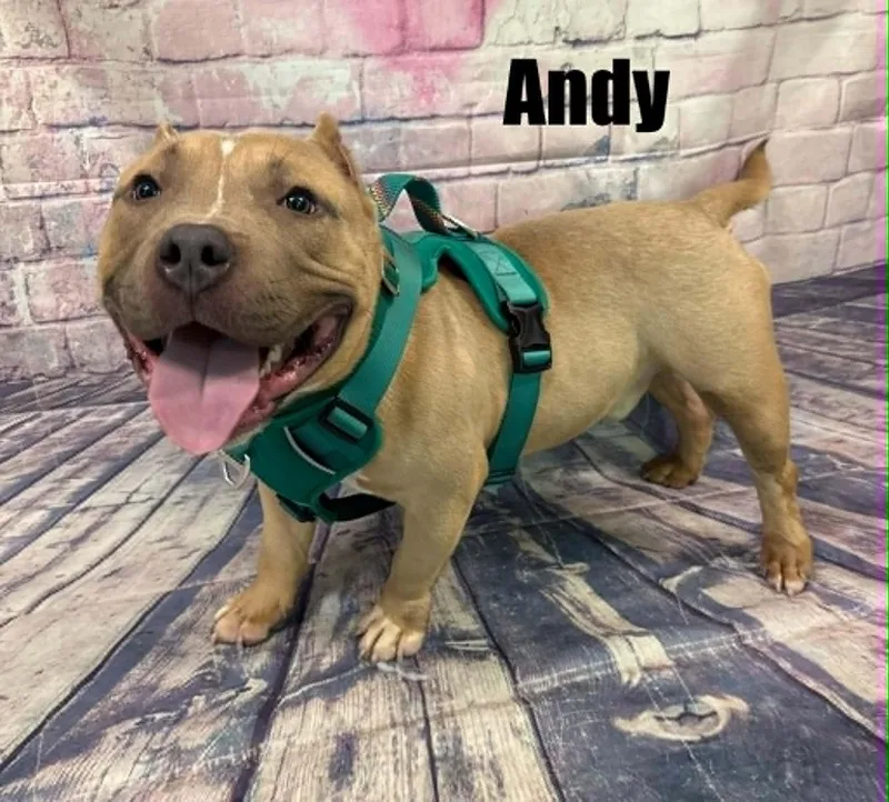 Andy