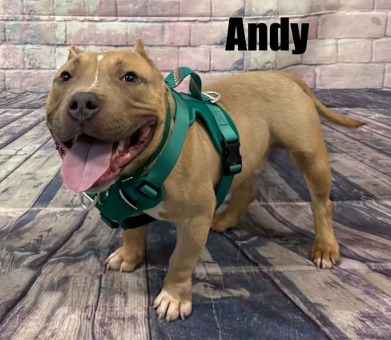 Andy thumbnail 2