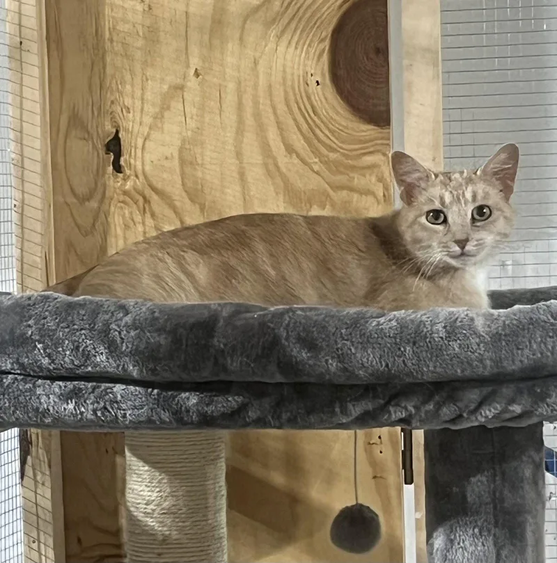 An adult medium-sized female Orange / Red Domestic Short Hair cat named Reya for adoption in Walled Lake, MI