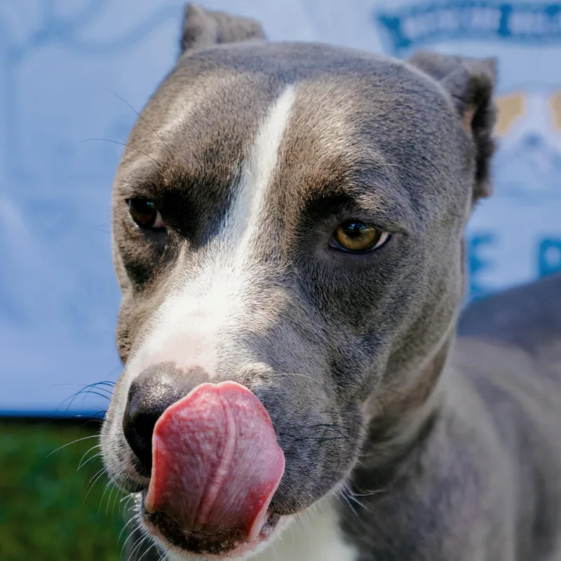 A young medium-sized male Gray / Blue / Silver Terrier dog named Smokey for adoption in POLKTON, NC