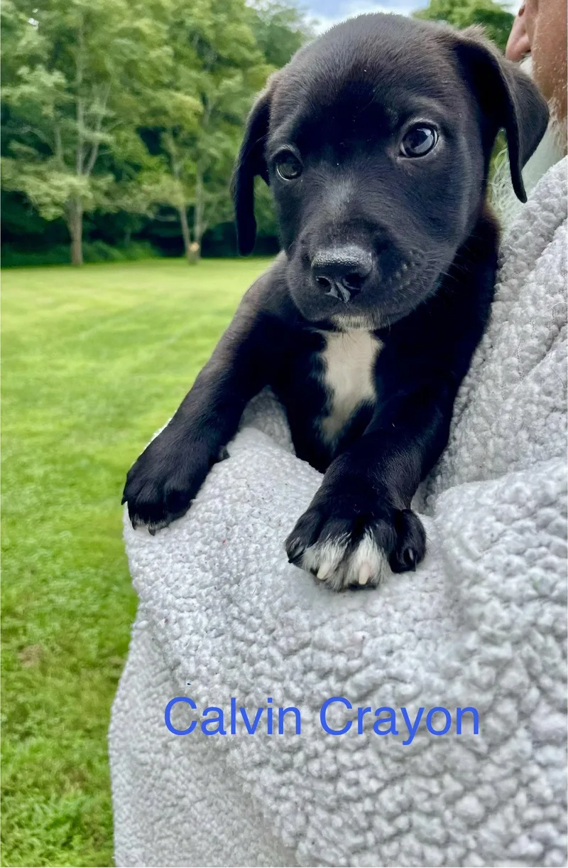 Calvin Crayon
