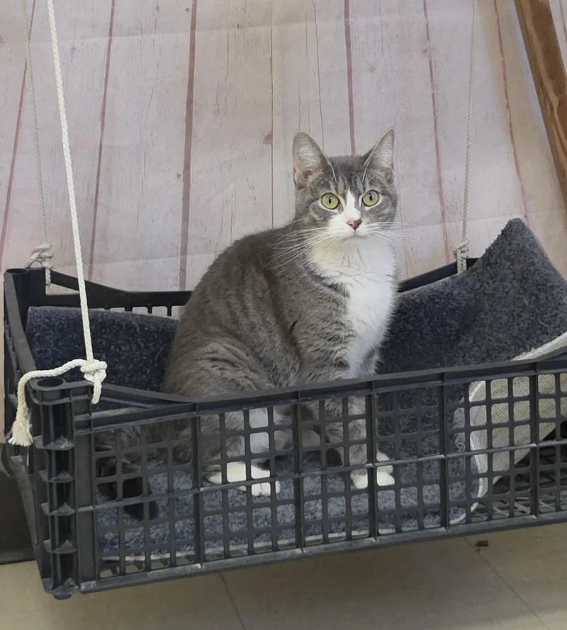A young medium-sized female Tabby (Gray / Blue / Silver) Domestic Short Hair cat named Rey for adoption in Red Wing, MN