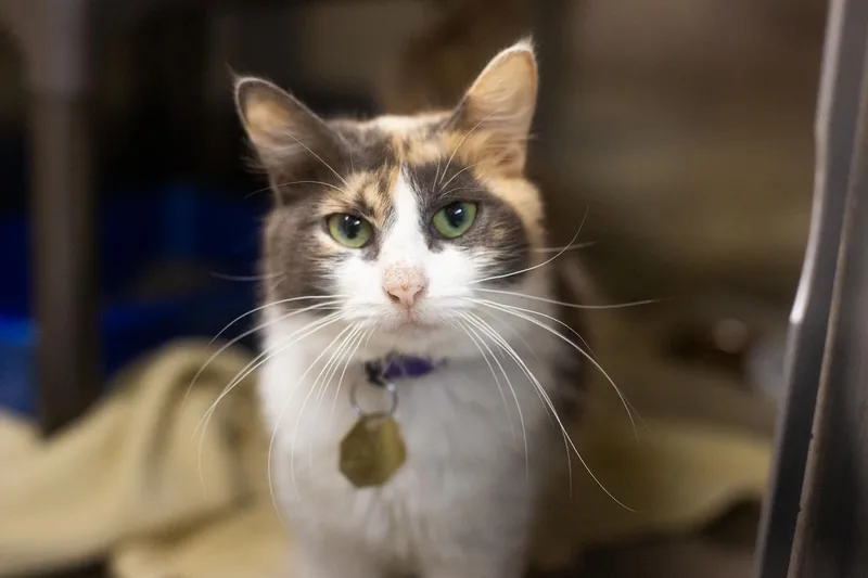 A young medium-sized female Domestic Long Hair cat named Ali for adoption in Mountain Home, AR