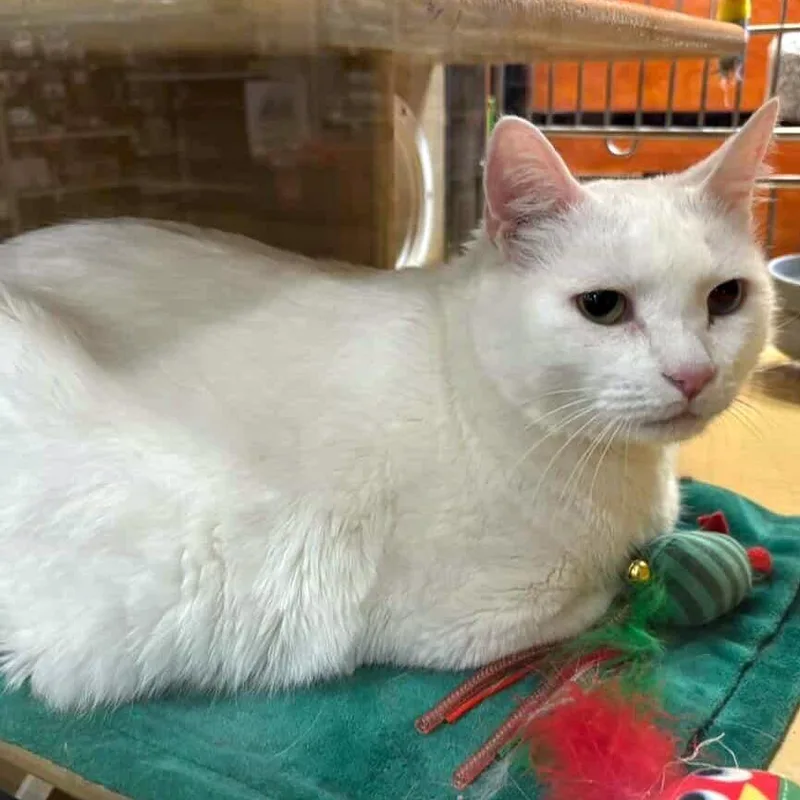 An adult small-sized male Domestic Short Hair cat named Cloudjumper for adoption in Fairfax, VA