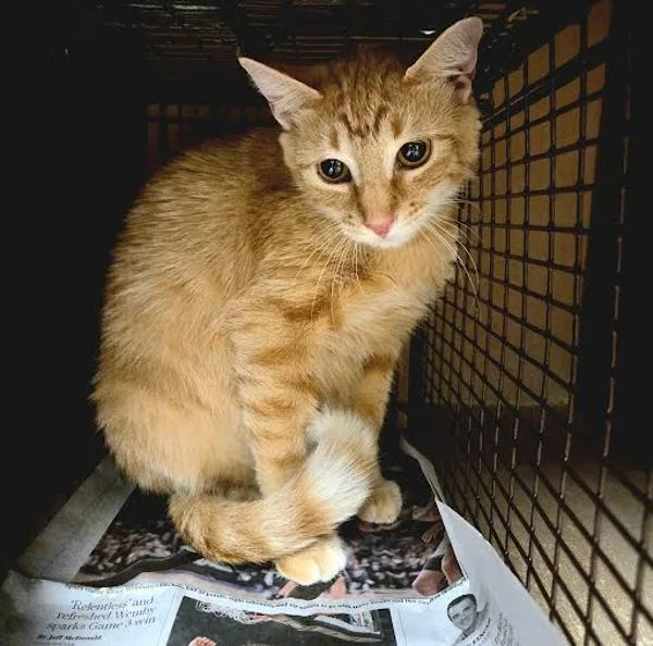 An adult small-sized female Domestic Short Hair cat named Mumsy for adoption in Austin, TX
