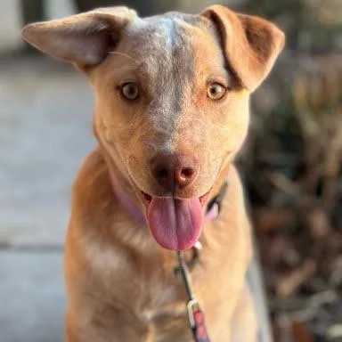 A baby small-sized male Apricot / Beige Yellow Labrador Retriever dog named Skipper for adoption in Rogersville, MO