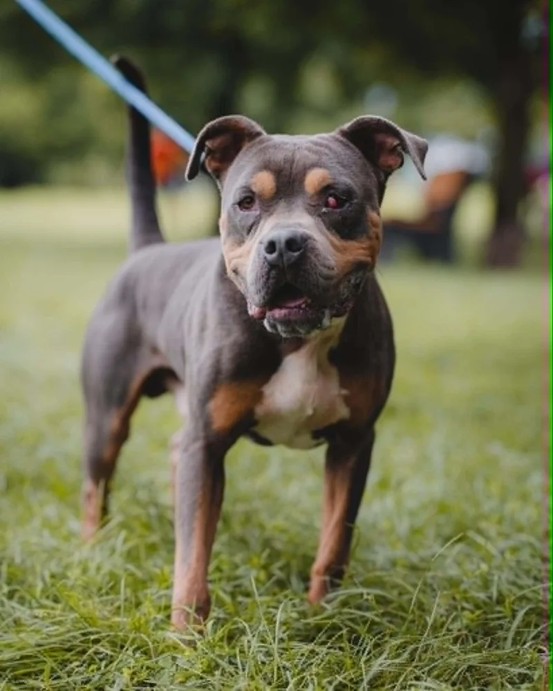 An adult medium-sized male Brindle Pit Bull Terrier dog named Brutus for adoption in Springfield, IL
