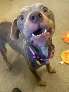 A baby medium-sized female Pit Bull Terrier dog named Fallow for adoption in Cleveland, OH