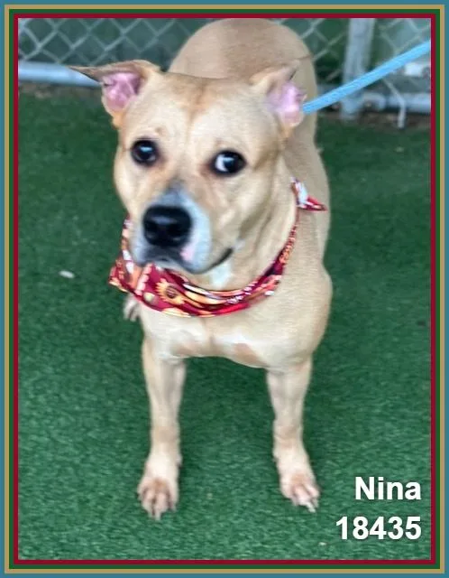 An adult medium-sized female Pit Bull Terrier dog named Nina for adoption in Marietta, GA