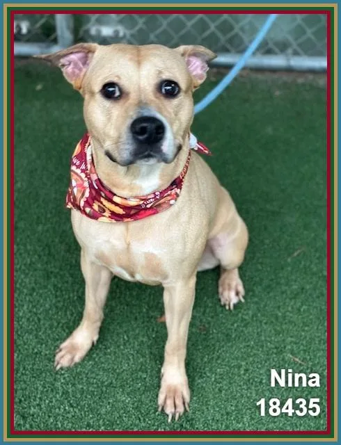 Nina thumbnail 2