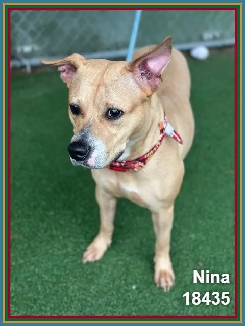 Nina thumbnail 3